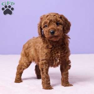 Mia, Miniature Poodle Puppy